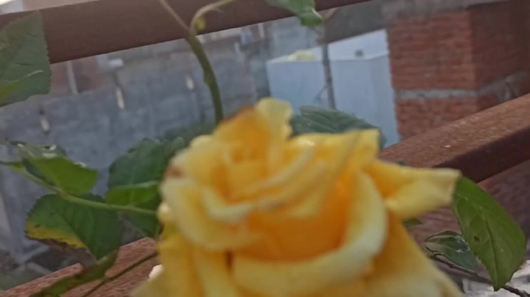 ⁣#Tarracegarden #minigarden #apnatubegardening #attrendingvideo #Nature