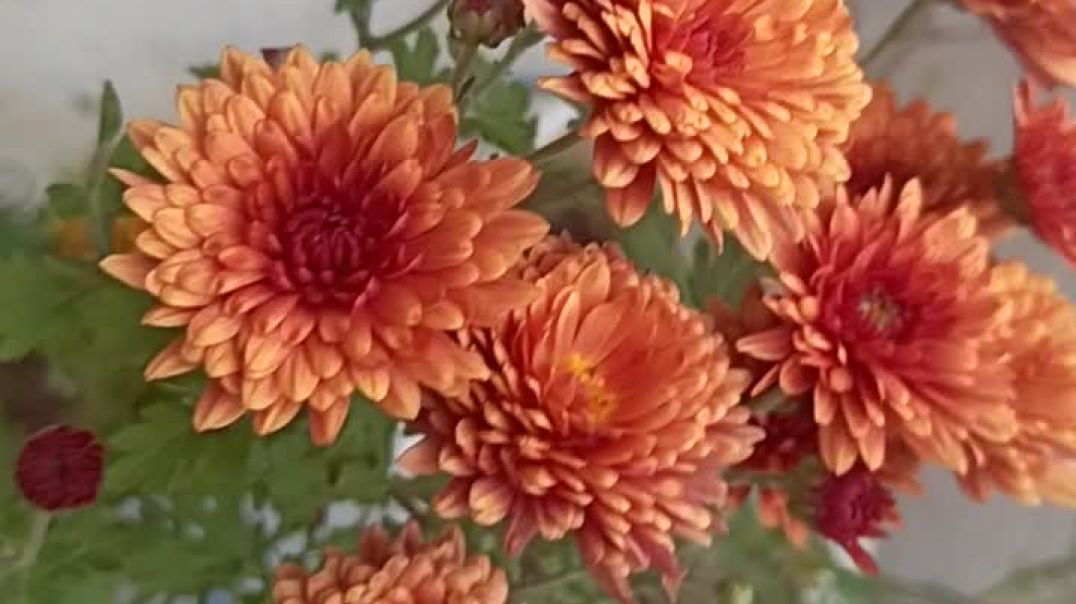 ⁣Guldaudi flower #trending #trendinggarden #gardning #homegarden #tarracegarden