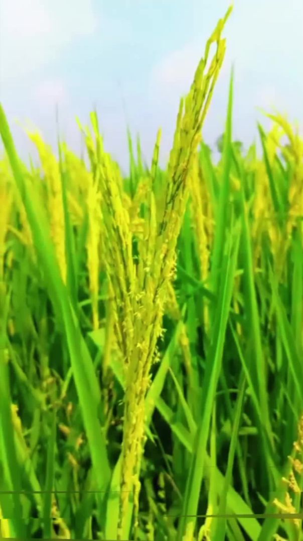 Farmer video🌾🌾