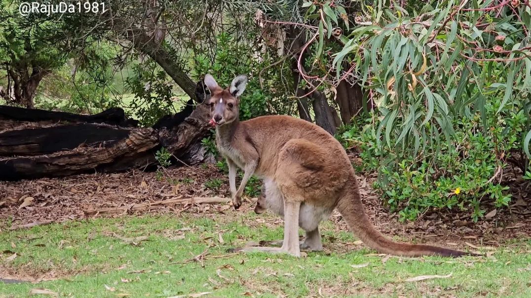 ⁣kangaru facts in Bangla🦘#Animalslife #Naturelove#wildlifelove#amazingnature