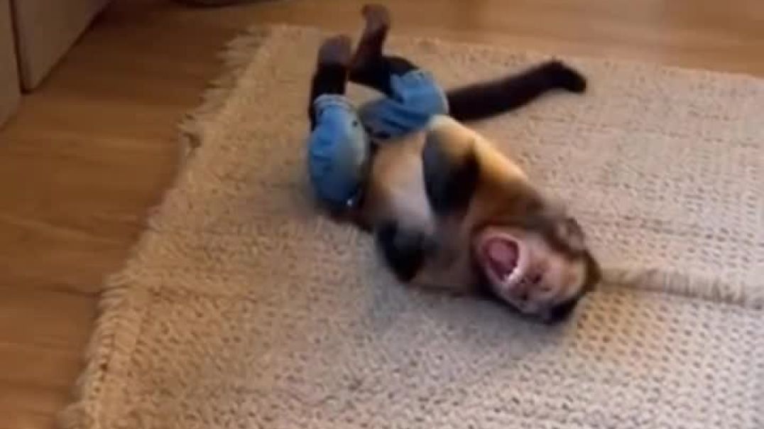 ⁣Funny monkey 😂😂