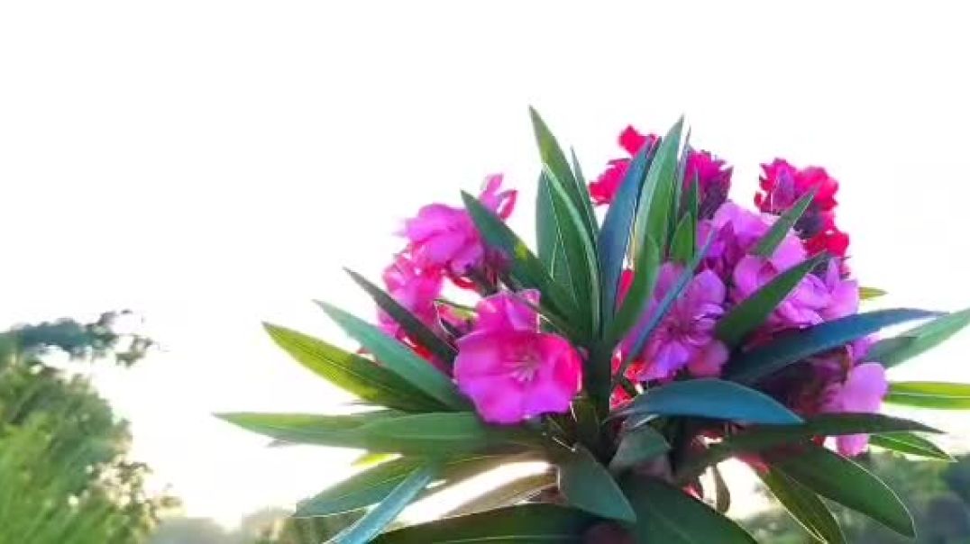 ⁣प्राकृतिक दृश्य|एक बार देखो और फील करो अपनी आत्मा से #1