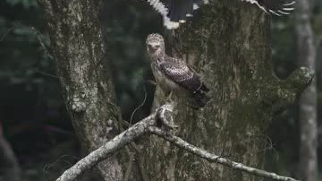 ⁣When legends of the sky meet- A Great Hornbill and a juvenile Crested Serpent Eagle in an electr