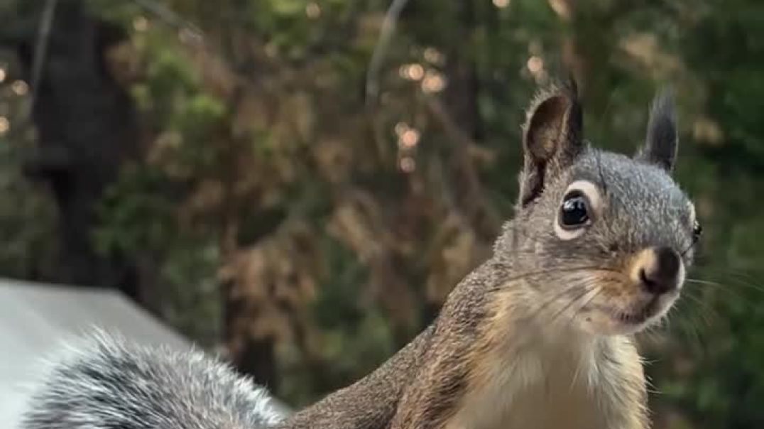 ⁣#squirrel real
