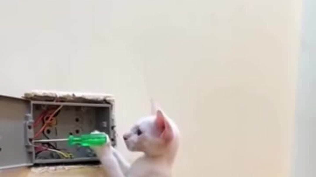 ⁣Funny 🤣 videos