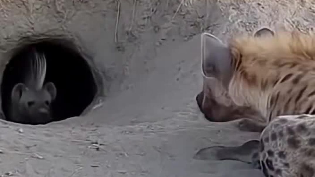 ⁣Hyena_vs_Porcupine__Predator_s_Painful_Mistake!_🐆💥😱_लकड़बग्घा_बनाम_साही_#wildlife_#viral_#animals(72