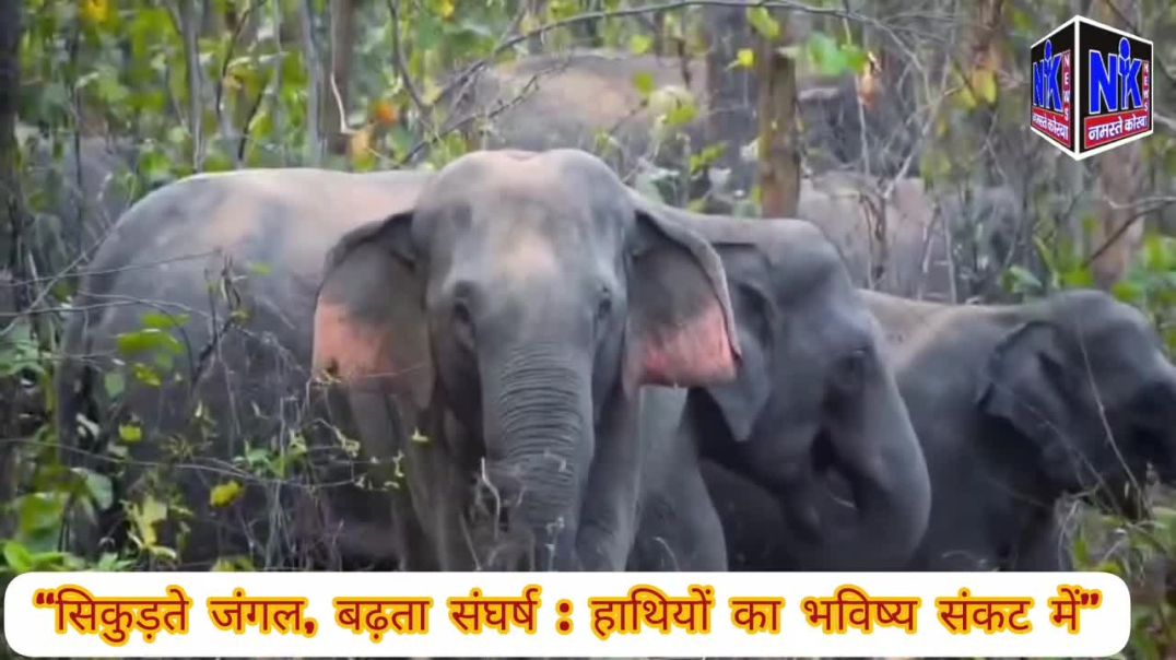 ⁣सिकुड़ते जंगल, बढ़ता संघर्ष :“मानव विस्तार ने छीनी हाथियों की राह”