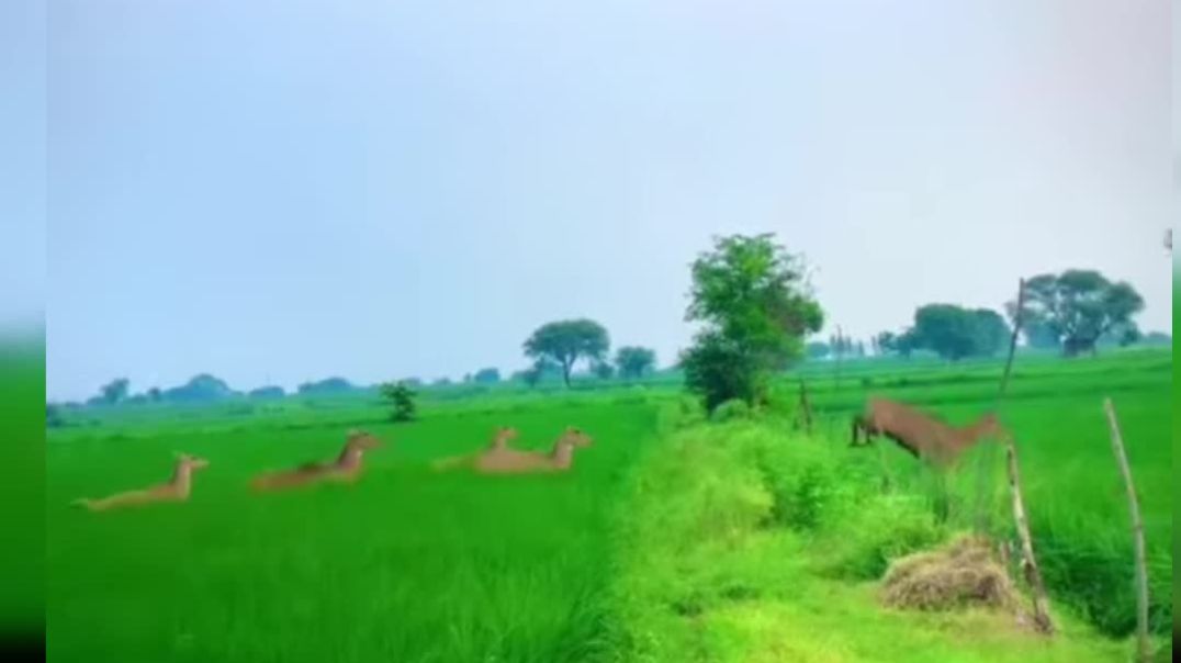 ⁣Kheton ke andar Janwar a gaye