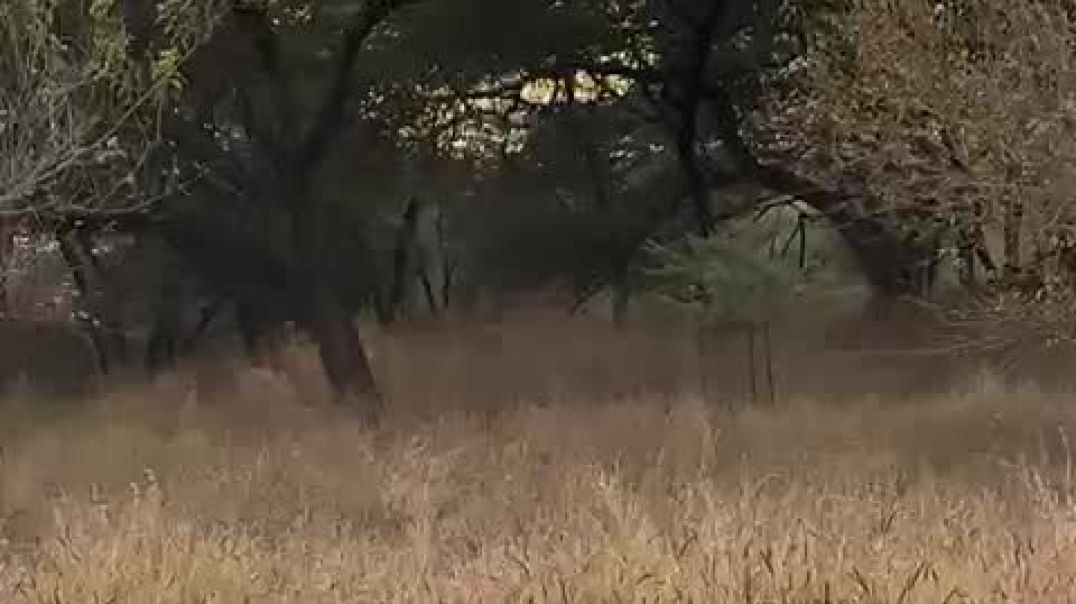 ⁣Tiger video 📷📸