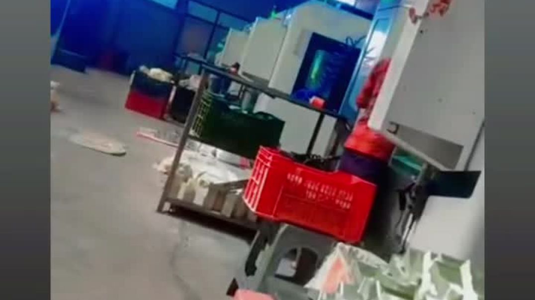 FB_VID_5492868301570939607