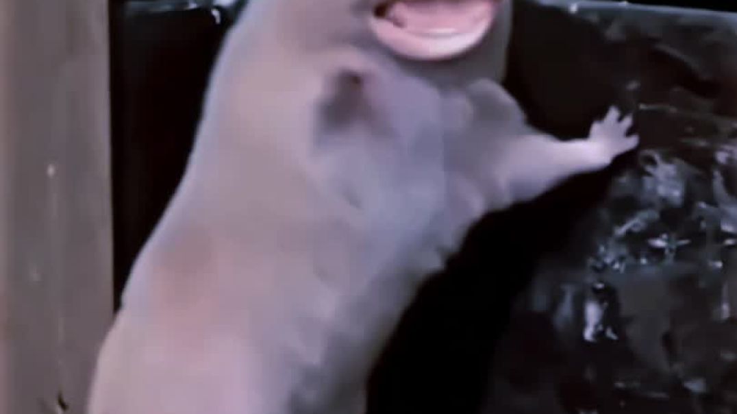 ही डेयर यू किस एस