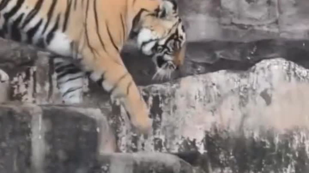 ⁣Wild life moment from ranthambhor national park