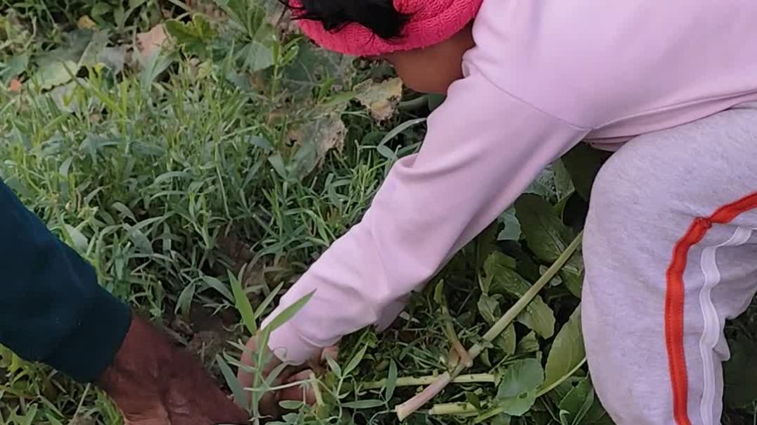 ⁣Sonu kotoboro mulo tulacha dako. সোনু কত বড় মুলো   তুলেছে দেখো।