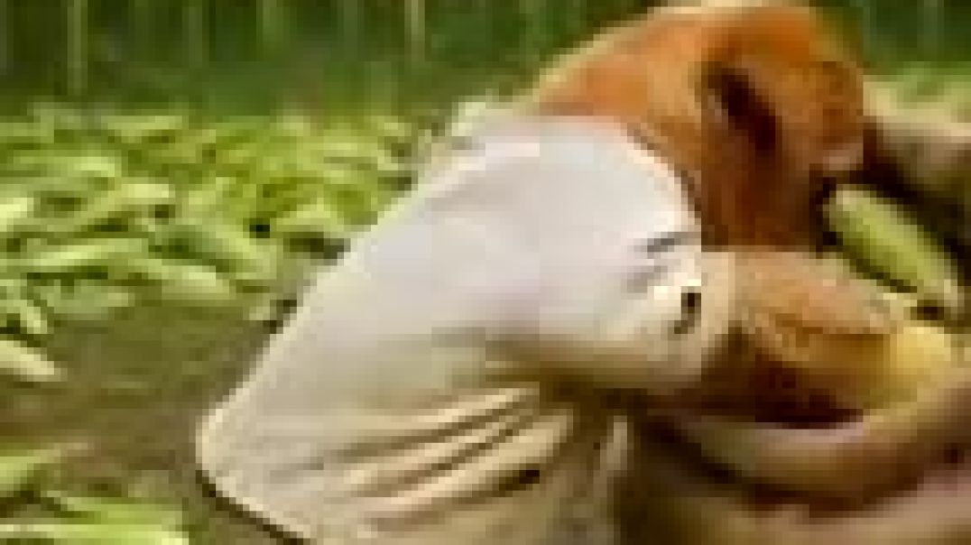 ⁣The_poor_puppy_s_house_and_village_destroyed_in_strom_#animahal(144p)