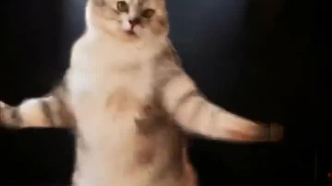 ⁣Cat dance