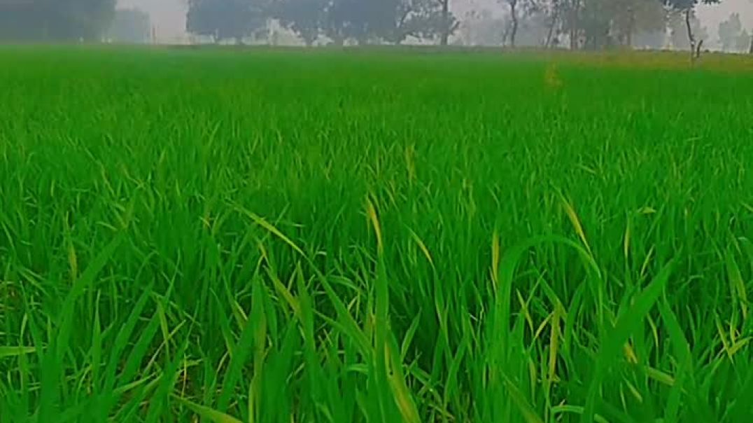 VID_20251224_031048_771