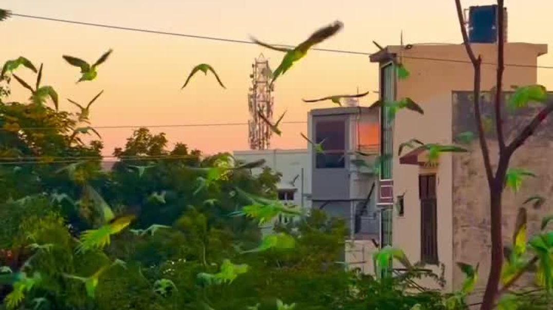 ⁣Parrot reels 🦜🦜🦜