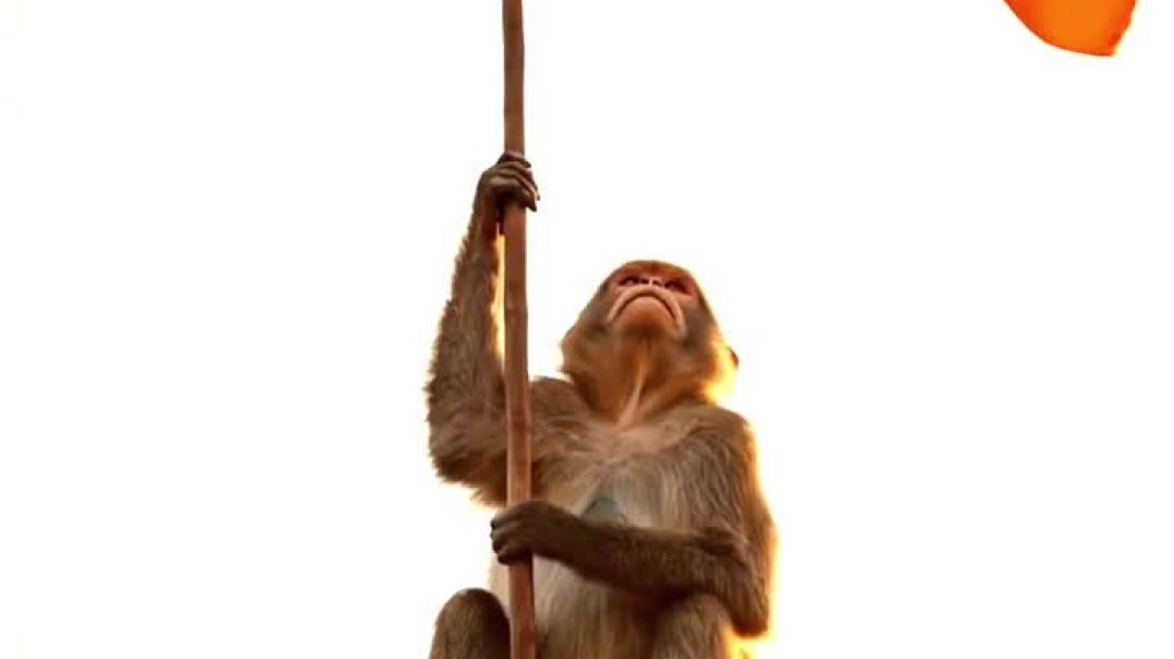 ⁣जय श्री राम — मंदिर शिखर पर बंदर #shreeram #hanuman #devotional #bhakti #monkey