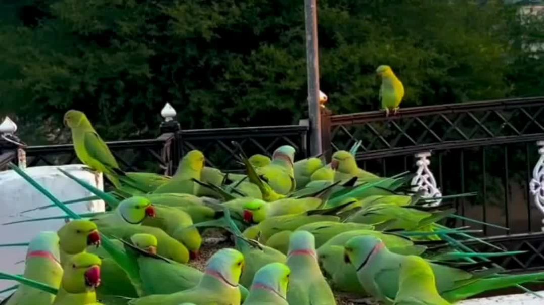 ⁣Parrot reels ❣️❣️