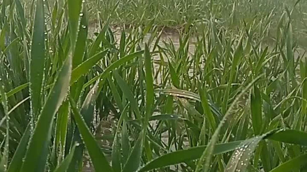 ⁣🌾🌾🔥🔥No farmer no food 🌾🌾#viralshorts#trending#shortsfeeds#ytshorts#exploer