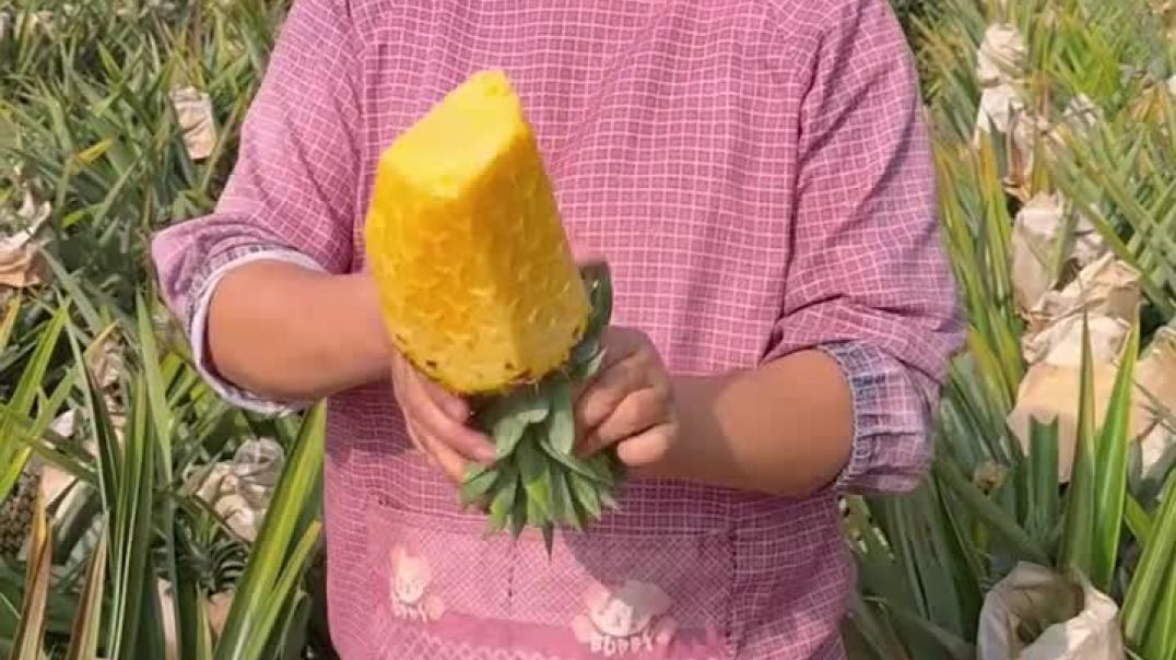 ⁣अनानास की खेती देखें