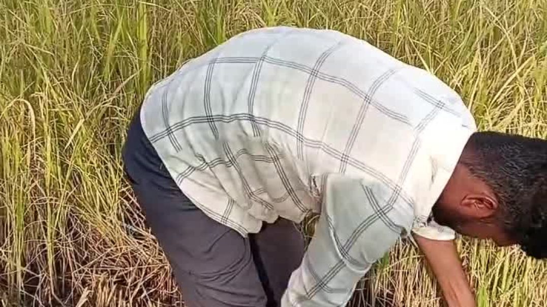 music_🎵_🎶_dhan_ki_katai_#reelsviralシfb_#trending_#music_#pushpendralodhicomedy