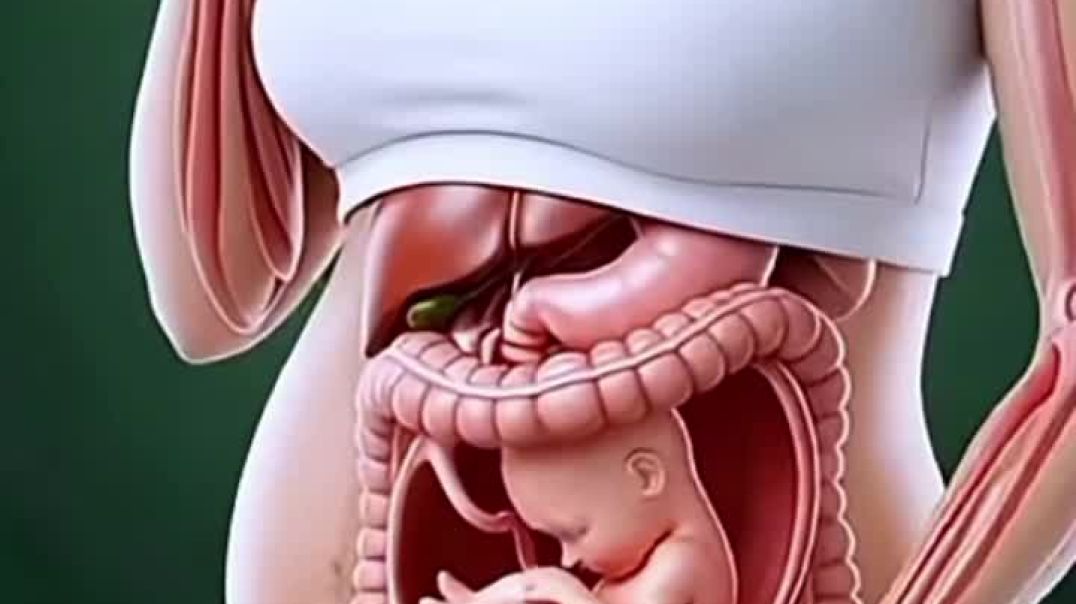 ⁣Digestive process of baby in uterus 3d animation