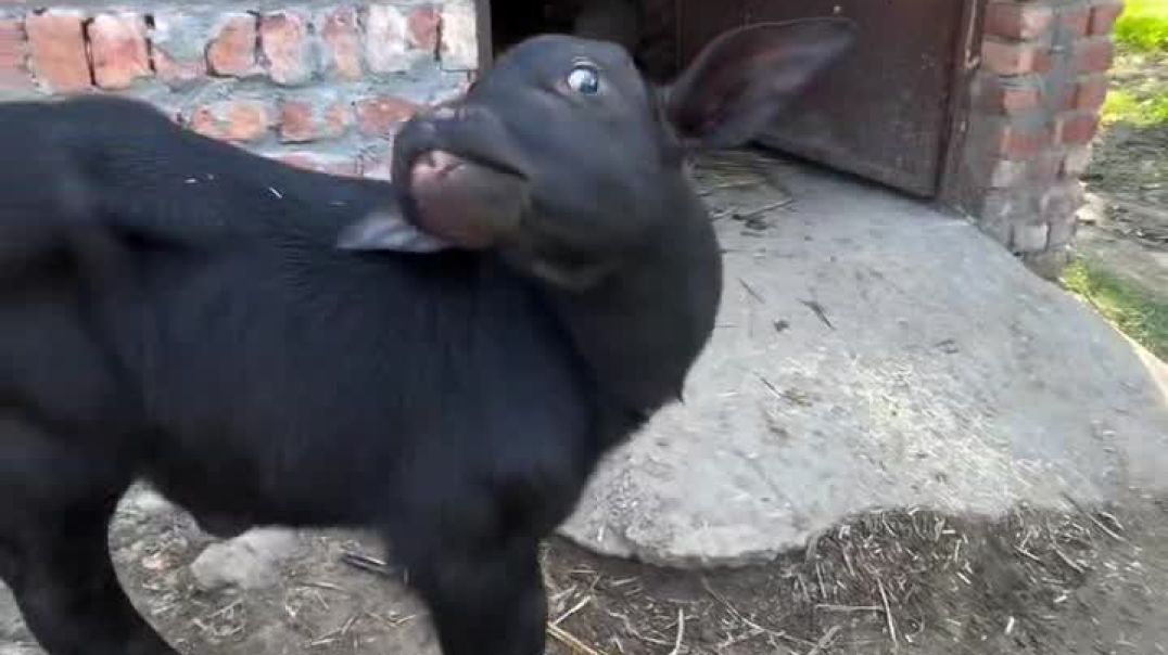 VID_20251121_075850_341