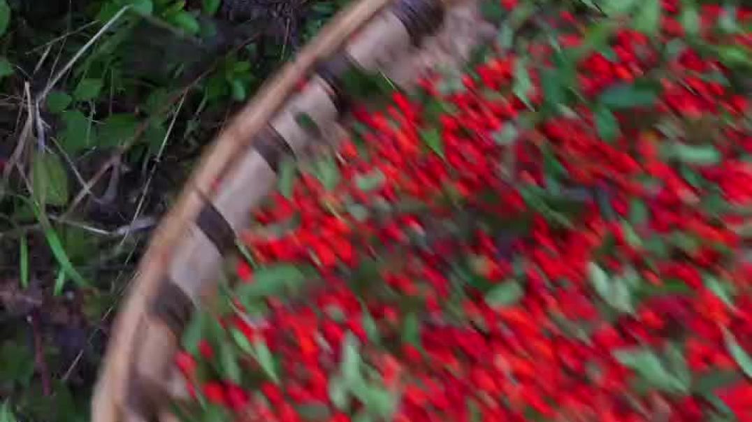 ⁣#shortvideo #editex_rn1 #viralvideo