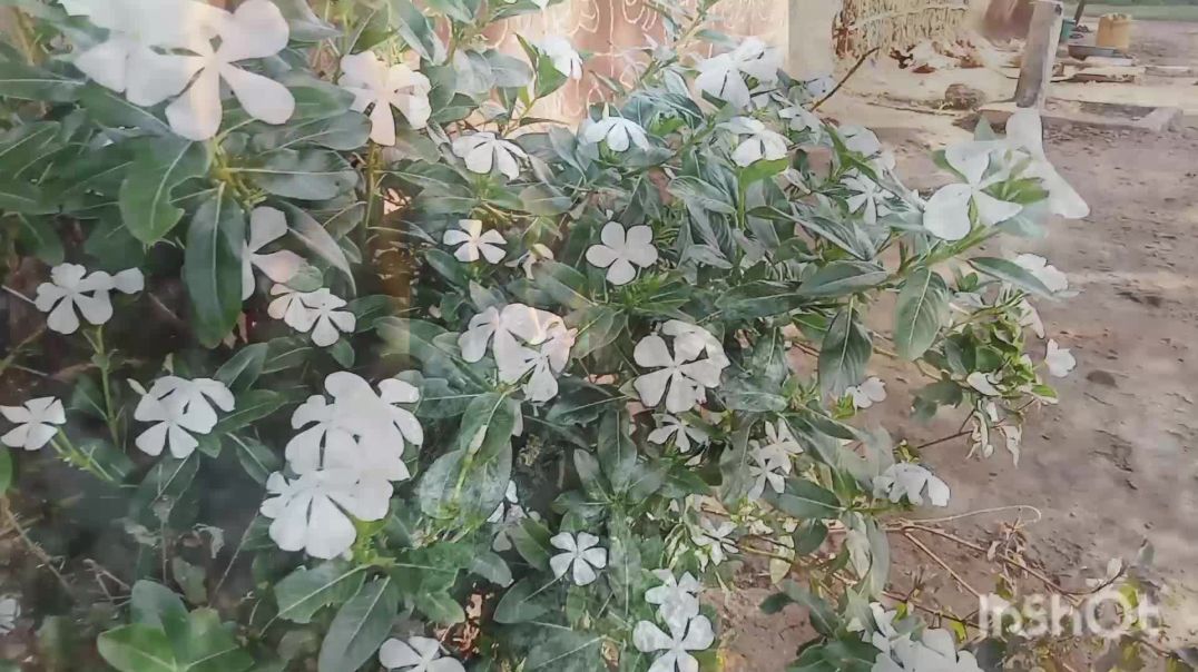 ⁣Gawa ki morning dost 🌄