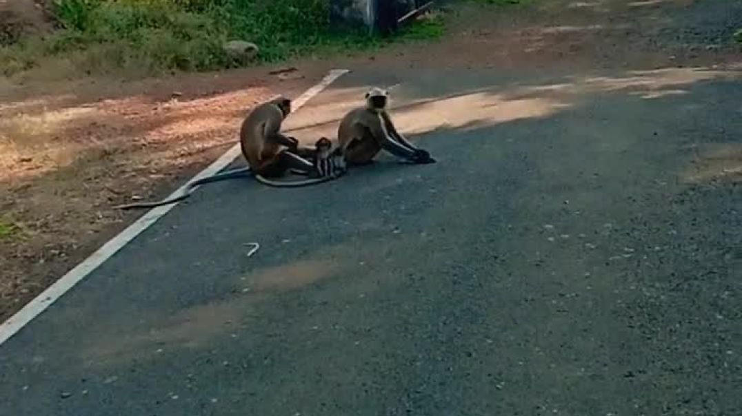 ⁣kattu mela from ide monkey bacche darshan palusmaharashtra@sandip m chavan