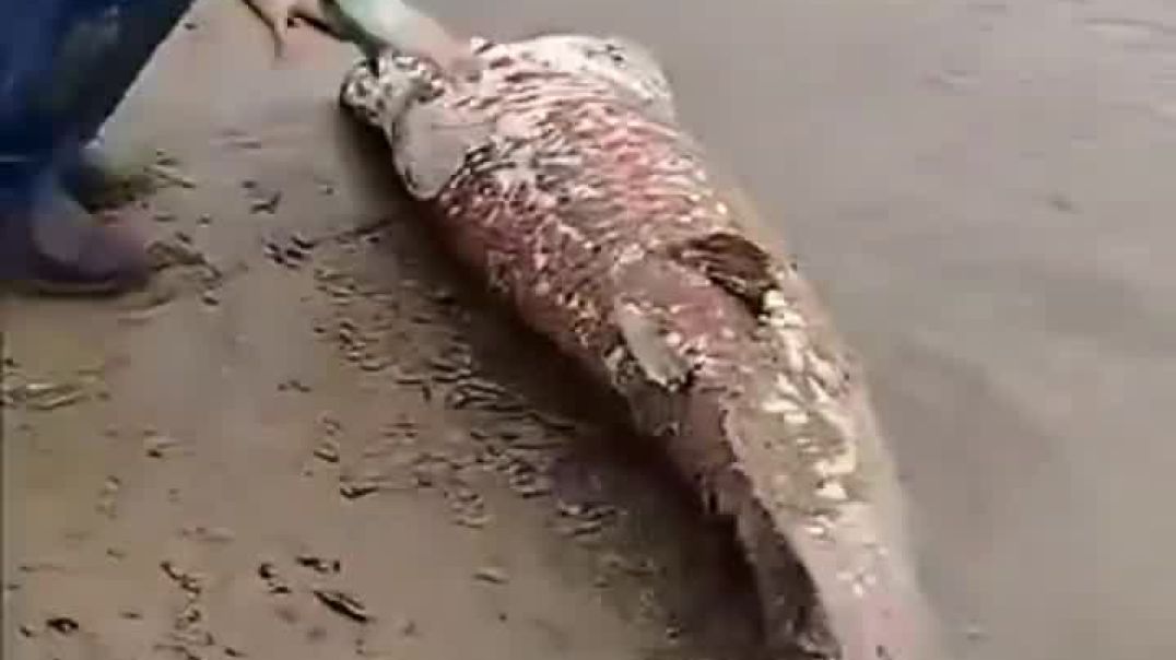 ⁣मछली पानी से बाहर आ गई 🐬🐬