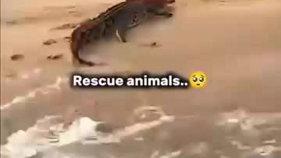 ⁣Short video Official VIP 😔😔