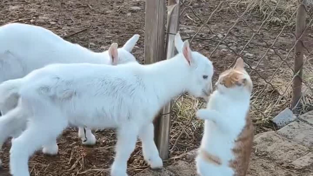 ⁣Funny cat video 😂😂