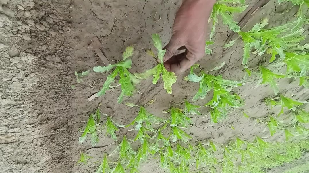 ⁣Posata ya poppy plant main spre