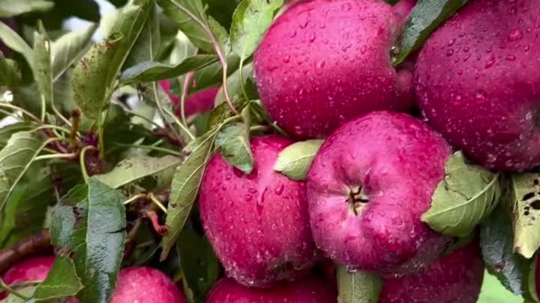 ⁣Apple 🍎🍎🍎🍎🍎🍎