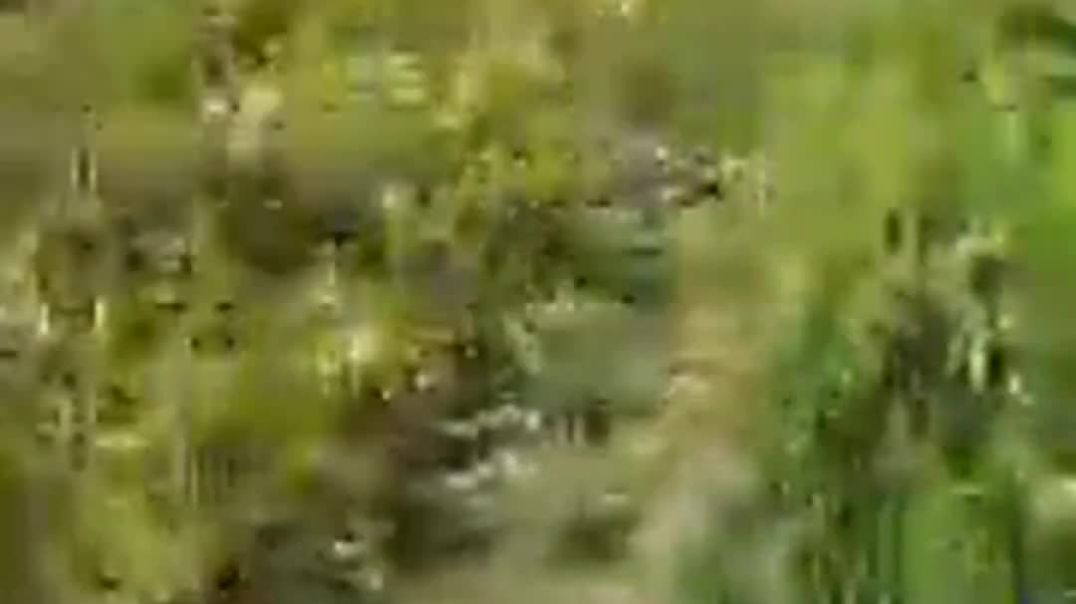 ⁣Vinay_kumar_Vishwakarma__लाइव_है!(1080p)