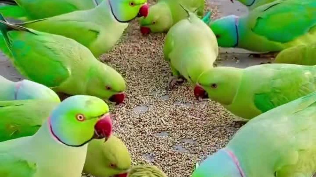 ⁣Parrot reels 🦜🦜🦜