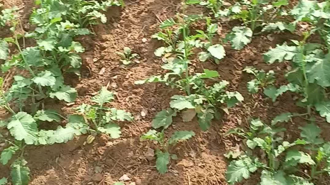 ⁣सरसों में रुखडी मरगोजा कि रोकथाम कै लिए स्प्रे