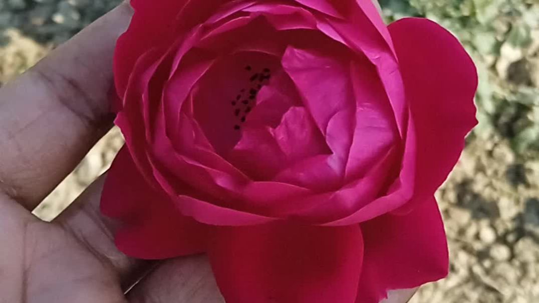 ⁣MORNING ROSE SEE THAT #apnatube