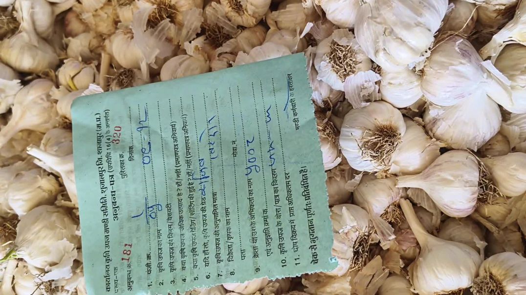 ⁣आज का लहसुन मंडी भाव