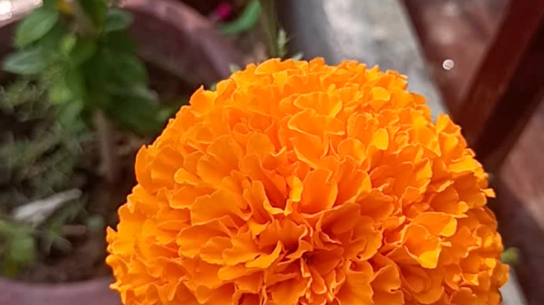 ⁣marigold plant Marigold flower plants