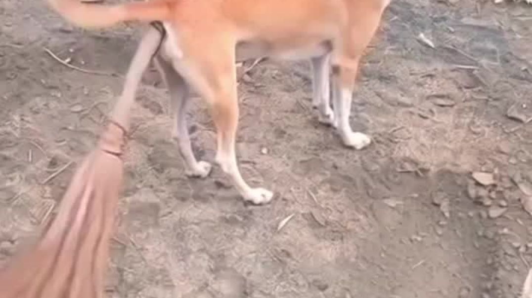 ⁣ऐसे झाड़ू कौन लगता है 🐕😂😅 __ _aalupyaj _fbreels _comedy _funny _thetharpuns _trendingreels _instagra