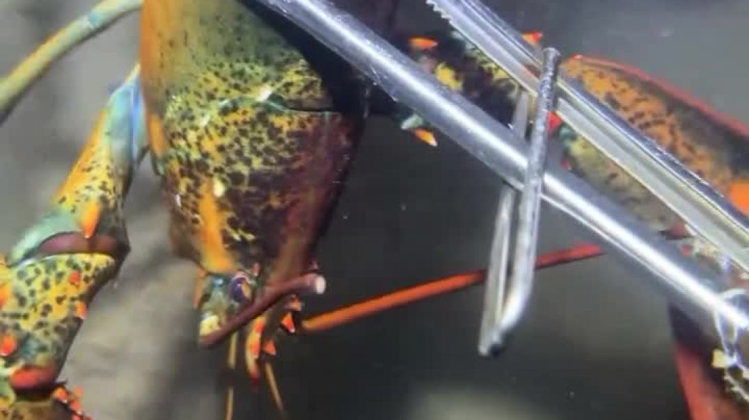 ⁣⍤⃝🚩जय श्री राम #Trending_video #apna_tube #Fishing_at_the_bottom_at_the_sea