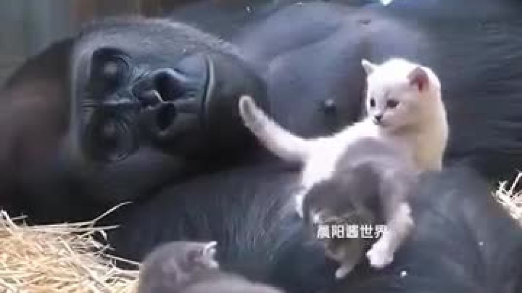 ⁣गोरिल्ला_बना_बिल्ली_के_बच्चों_का_पिता,_वजह_जानकर_आंखें_नम_हो_जाएंगी(360p)