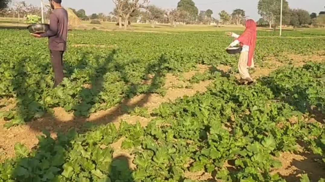 VID_20251203_021950_911