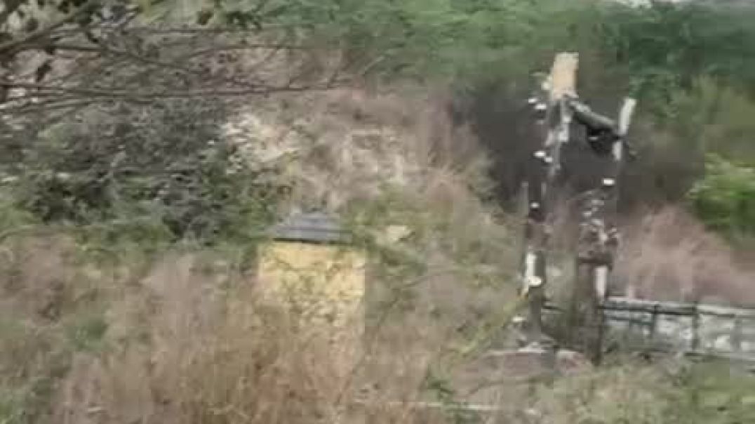 ⁣Tiger video 📷🎥