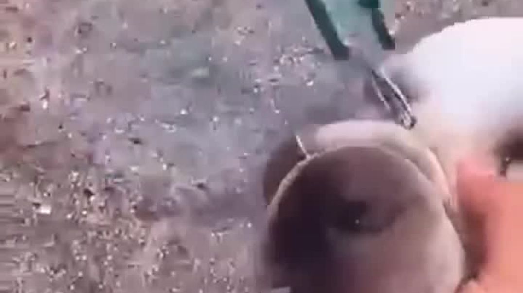 ⁣TERRIFYING__Wild_Elephant_ATTACKS_Tourist_Bus_on_Deadly_Cliff_Edge___AI-Generated