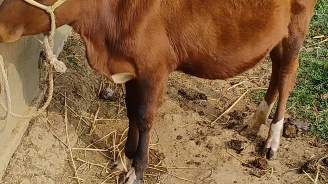 ⁣Cow moments video #cows#animals#RajuDa