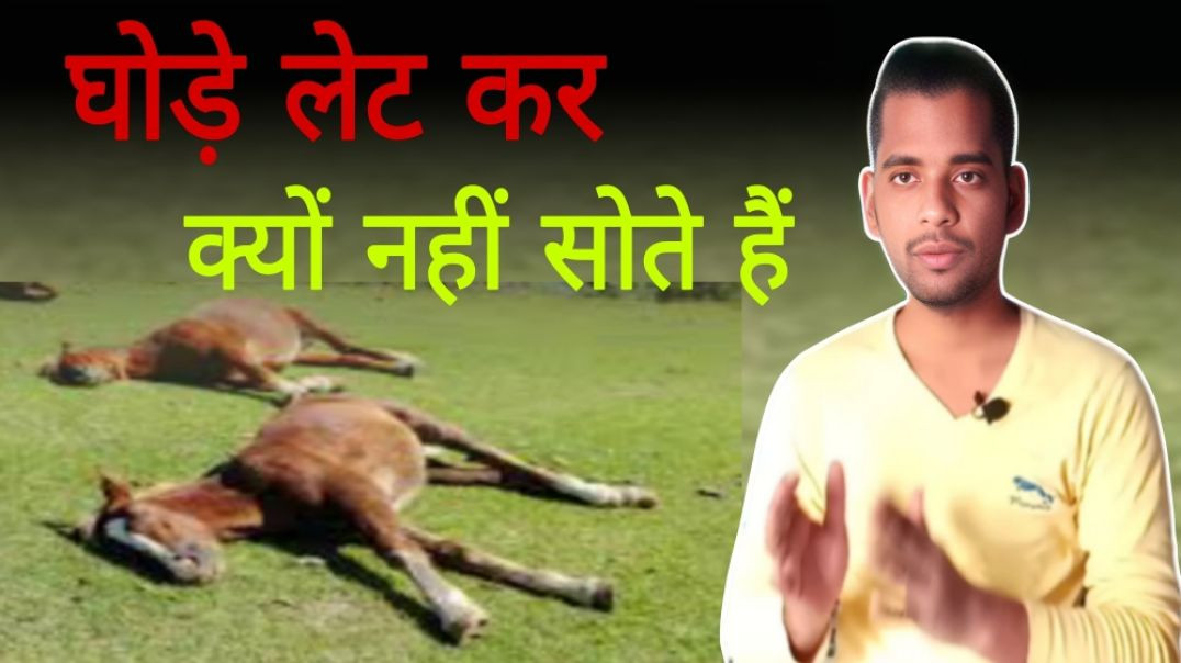 ⁣घोड़े खड़े होकर क्यों सोते है | Horse | Sleep | AC Prashant